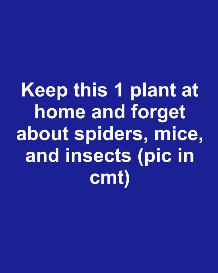 The Peppermint Plant: Nature’s Secret Weapon Against Pests Inside Your Home