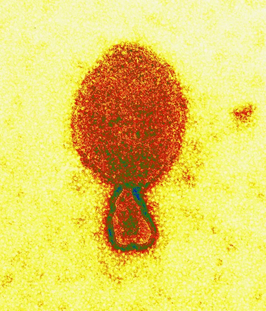Scientists Warn of Newly Discovered Camp Hill Virus in US
