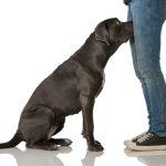 If your dog is sniffing your genital area, here is what it means