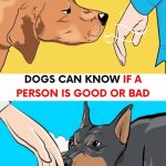 Dogs can recognize a bad person and there’s science to prove it