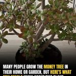 You Might Have A “Money Tree” At Home—But Did You Know This Hidden Fact?