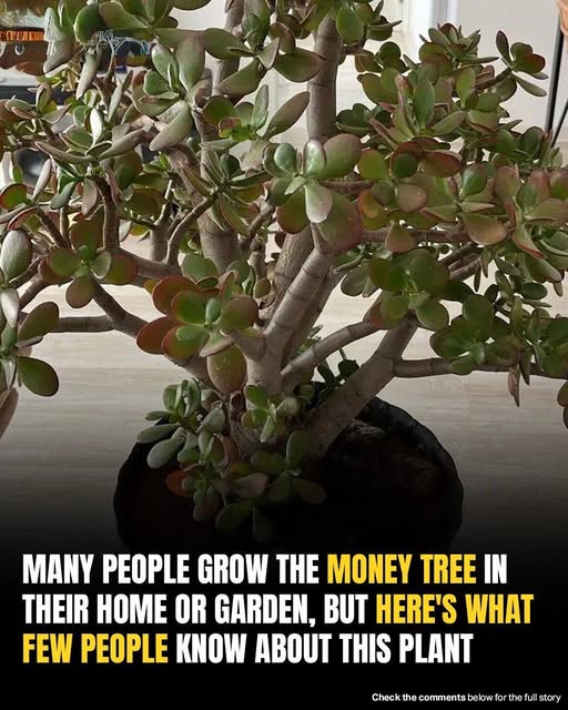 You Might Have A “Money Tree” At Home—But Did You Know This Hidden Fact?