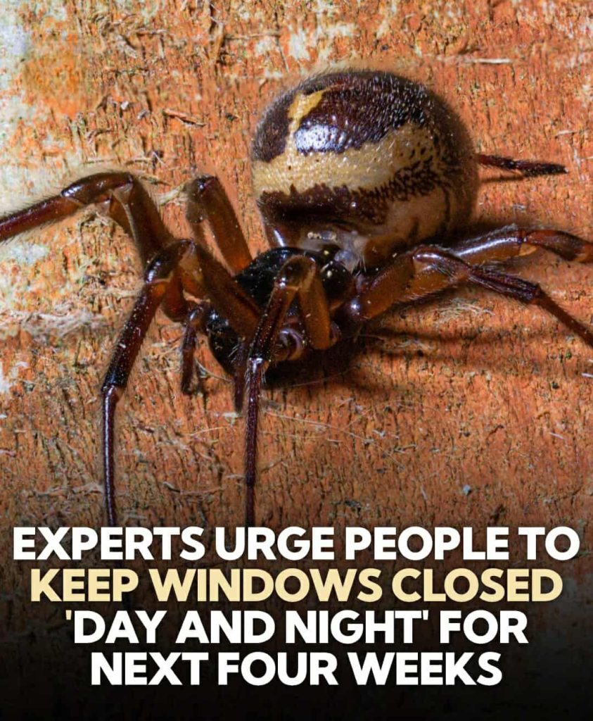 Urgent Warning: Keep Windows Shut to Stop the Most Venomous Spider from Entering Homes