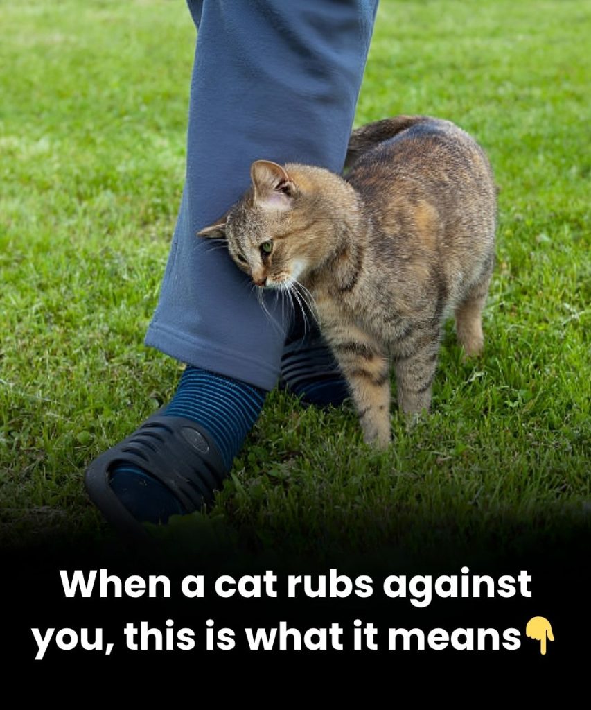 When a Cat Rubs Against You — What Should You Do?